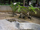 Cocodrilos caracas zoo.jpg