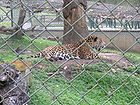 Panting jaguar.jpg