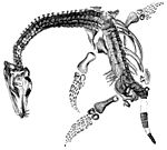 Esqueleto del Plesiosaurus macrocephalus mostrado arriba en un dibujo de William Buckland.