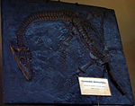 Elenco de Plesiosaurus macrocephalus encontrado por Mary Anning en 1830, Museo Nacional de Historia Natural de Francia, París.