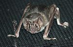 Vampire Bat 003.jpg