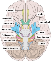 Brain human normal inferior view with labels en.svg