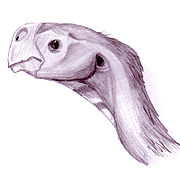 Conchoraptor gracilis profile1.jpg