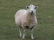 Schaf bei Woodhenge1.jpg