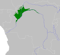 Selva pantanosa del Congo occidental