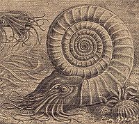 Ammonit2.jpg