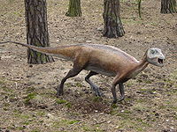 Atlascopcosaurus loadsi.JPG