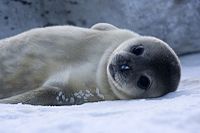 Bebé de foca de la especie Weddell