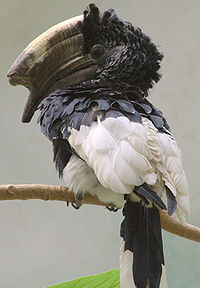 Black-and-white-casqued Hornbill - Bronx Zoo.jpg