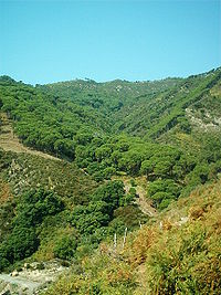 Bosque mixto montanode los Apeninos meridionales