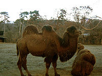 Camelus ferus prague zoo.jpg