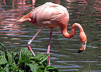 Caribbean Flamingo.jpg