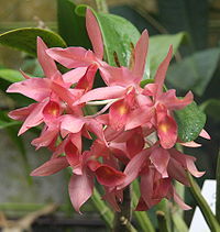 Cattleya guatemalensis02.jpg