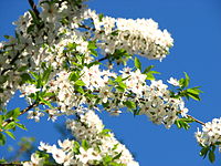 Cherry blossom (Cerasus) 12.JPG