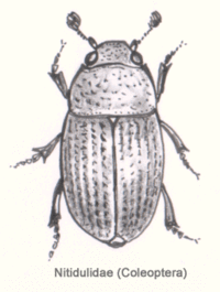 Col-nitidulidae.gif