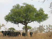 Sabana de acacias del Sahel