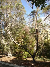 Eucalyptus lansdowneana.jpg