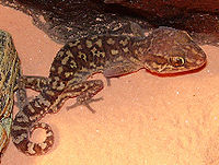 Geckopanthere.jpg