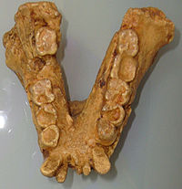 Gigantopithecusjaw.jpg