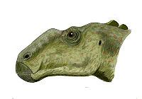 Gryposaurus BW.jpg