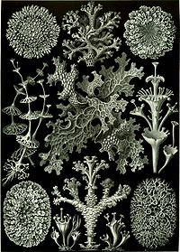 Haeckel Lichenes.jpg