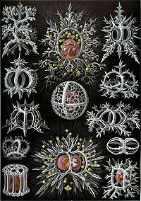 Haeckel Stephoidea.jpg