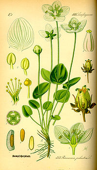 Illustration Parnassia palustris0.jpg