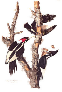 Ivorybilledwoodpecker.jpg