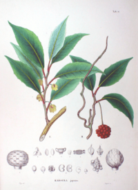 Kadsura japonica SZ17.png