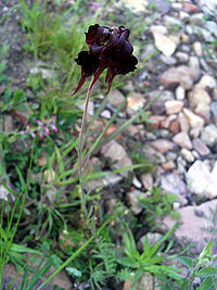 Linaria aeruginea subsp. aeruginea Plant 04April2009 DehesaBoyalPuertollano.jpg
