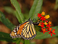 Monarch Butterfly Danaus plexippus Laying Egg 2600px.jpg