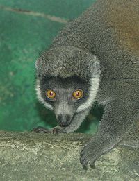Mongoose Lemur 001.jpg