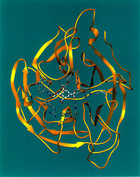 Neuraminidase Ribbon Diagram.jpg