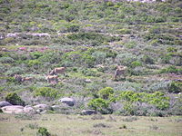Fynbos y renosterveld de tierras bajas