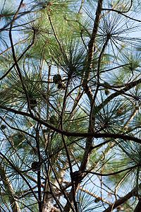 Pinus yunnanensis branches.jpg