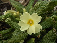 Primula-vulgaris-flower.jpg