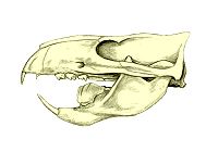 Ptilodus skull BW.jpg