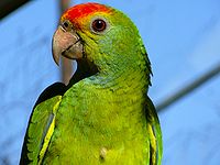 Red-browed Amazon parrot.jpg