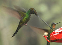 Sword-billed Hummingbird (Ensifera ensifera).jpg
