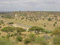 Sabana arbustiva de Tanzania