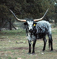 Texas Longhorn Steer Rocksprings.jpg