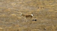 Tibetan antelope.jpg