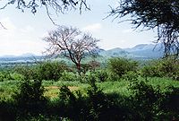Sabana arbustiva de Kenia