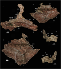 Zhuchengoceratops skull and mandible.png