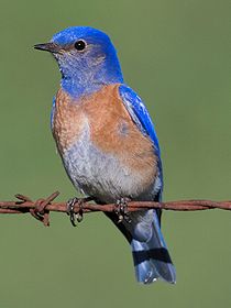 Western Bluebird - male.jpg