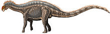 Dicraeosaurus hansemanni22.jpg