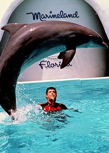 DolphinShow MarinelandOfFlorida.jpg