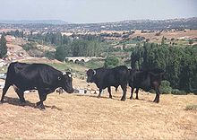 Serrana negra en Villafranca de la Sierra