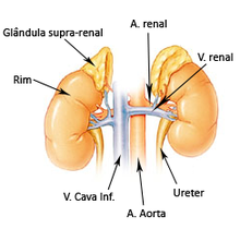 Glândula supra-renal.png