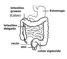 Intestine spanish script.png